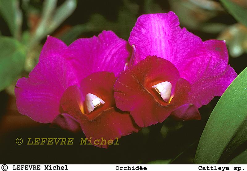 320 Cattleya.jpg - Orchidée hybride - Cattleya sp.